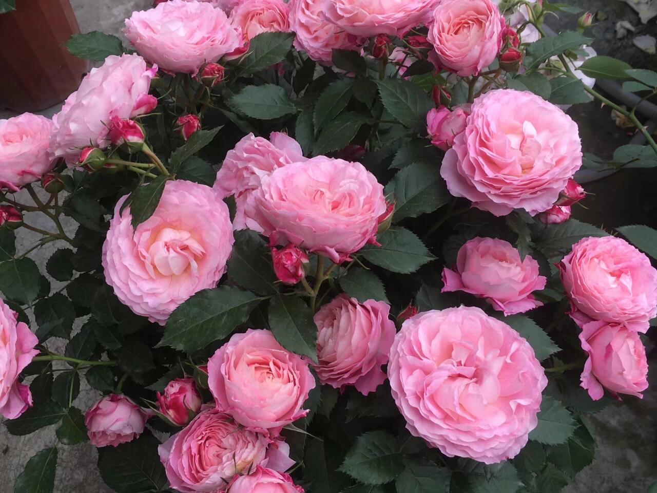 Popular Rose【Neptune King Terrazza】 -1.5 Gal OwnRoot| LargeFlower| Wave Bloom| Strong Adaptability| Heat-Resisting|Peony 海神王| Redolent