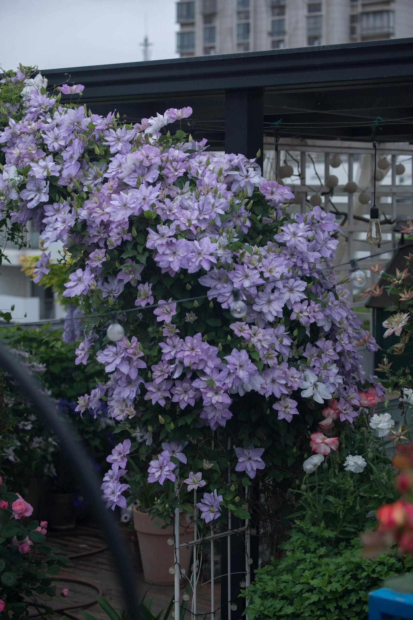 Clematis【Reflections】- LivePlant｜倒影| Double-flowered| Cold Hardy|Perennial|Pollinator Friendly| Low Maintenance| Popular| Bloom Repeatedly