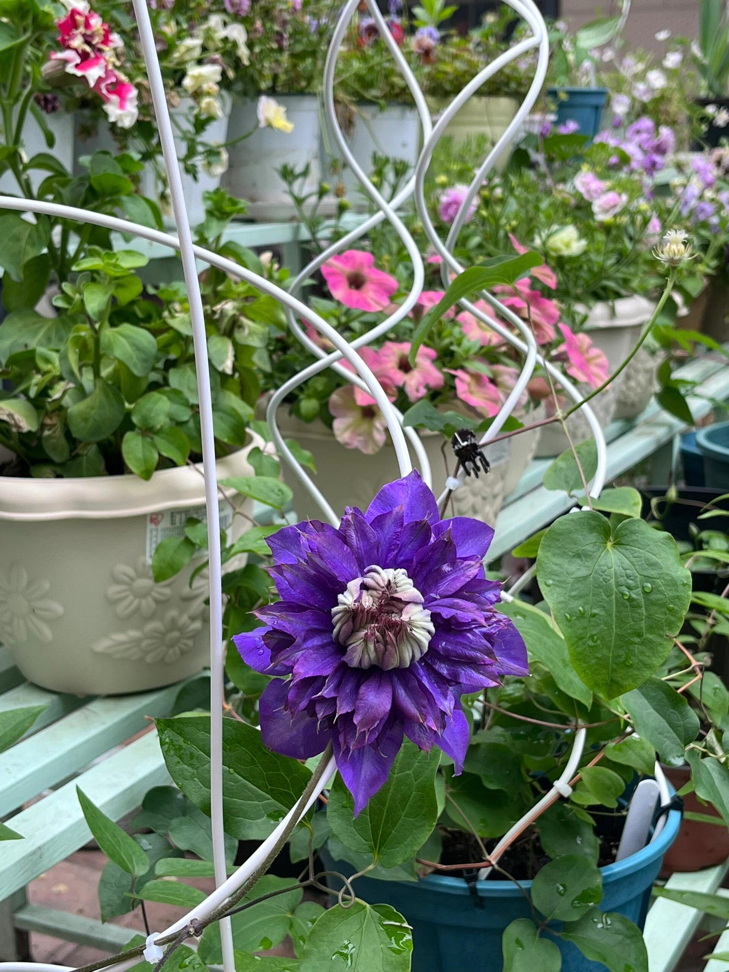 Clematis【Suisei Nigou｜スイセイ２号】- 9P LivePlant｜Japanese Rare Clematis｜水星二号｜彗星二号