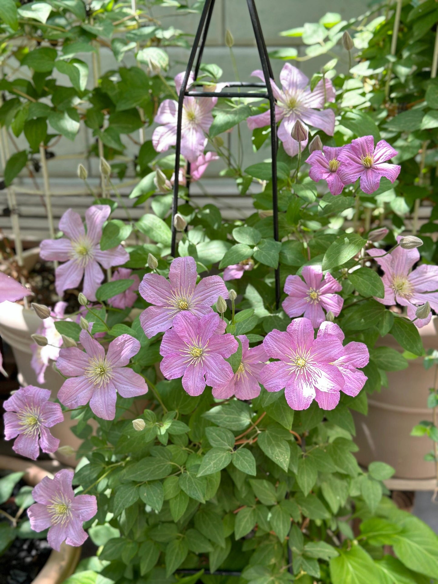 Clematis【Comtesse de Bouchaud】- LivePlant｜包查德 女侯爵｜Cute Flower