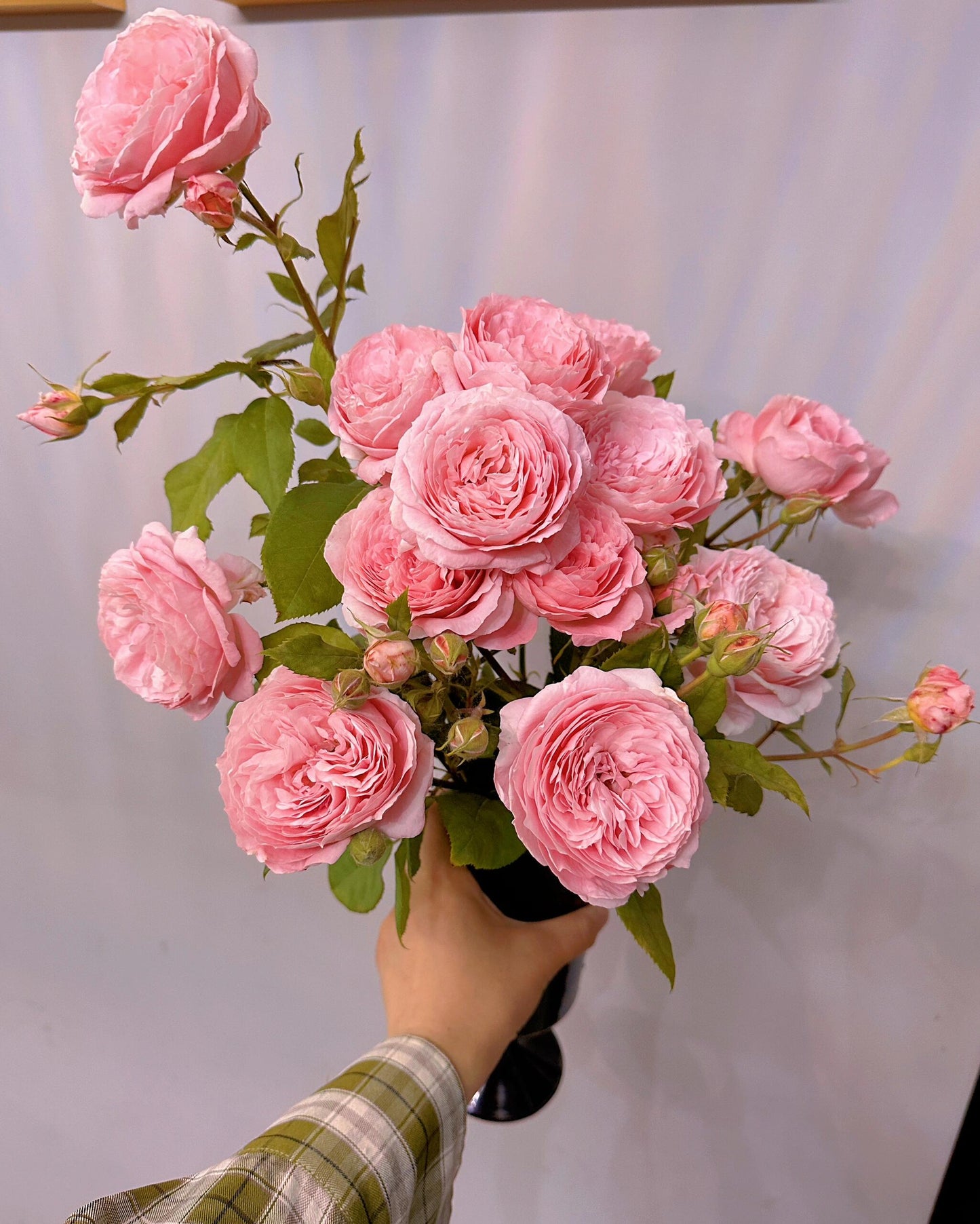 Rose【Anne-Sophie Pic】-1.5 Gal OwnRoot LivePlant｜安索菲比克｜Heat-Resistant