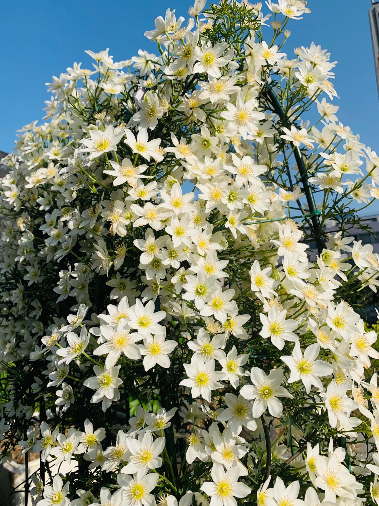 Clematis【Joe】- Liveplant｜银币｜Popular Floral waterfall