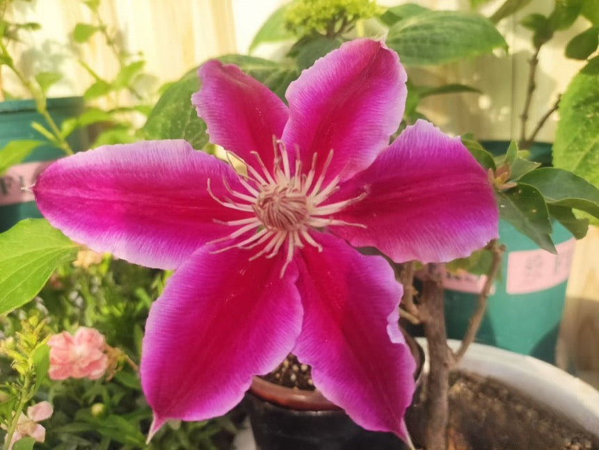 Rare Clematis【Nishiki｜錦】- Live Plant｜锦｜Bi-color: starts pale pink, deepens to purple-pink