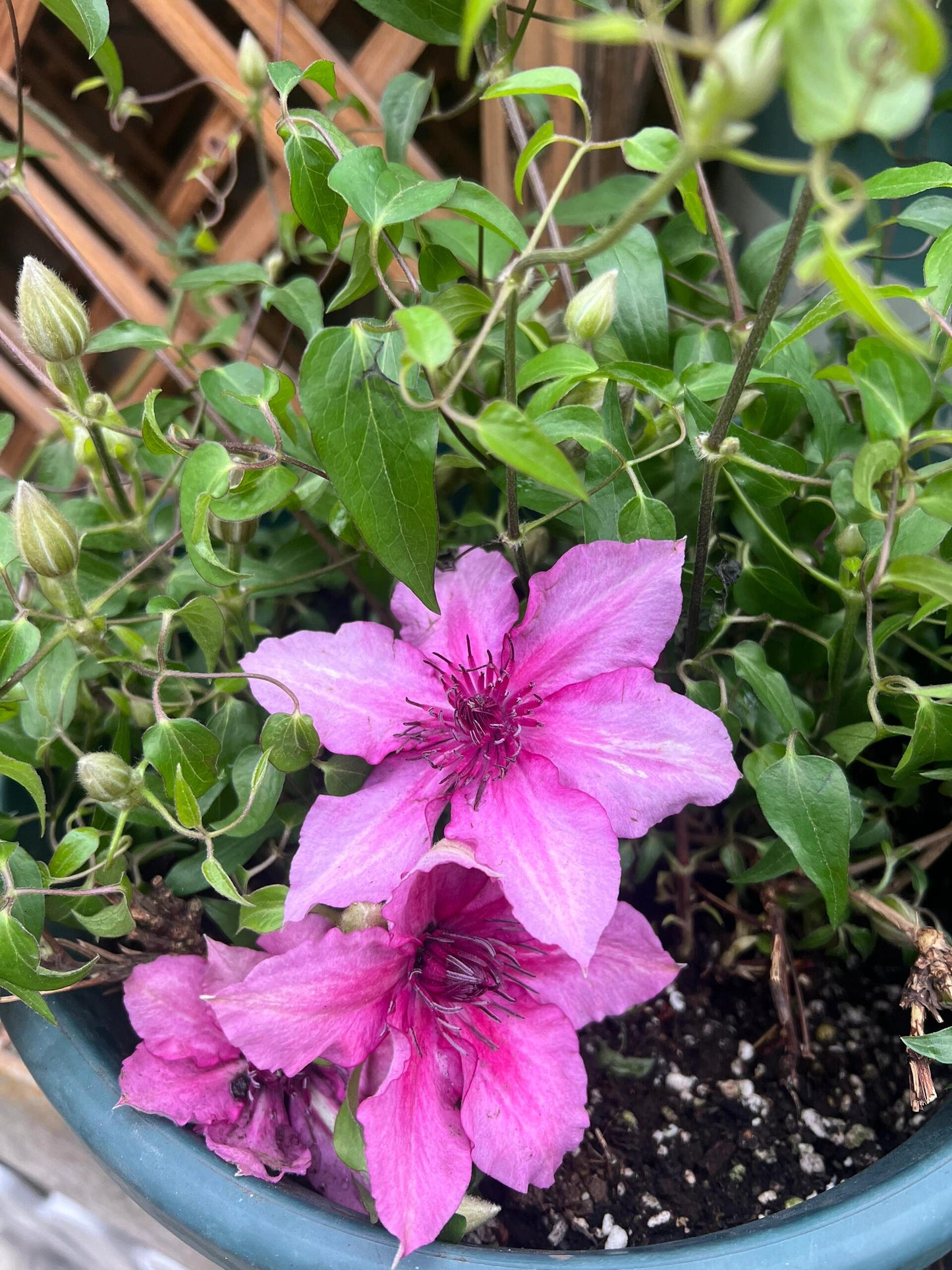 Dwarf Clematis【Luiza｜ルイーザ】-LivePlant｜路易莎｜Patio Clematis Large Flower| Tudor Patio| Easy to Grow| Fast Growth| Long Blooming Period| balcony-friendl