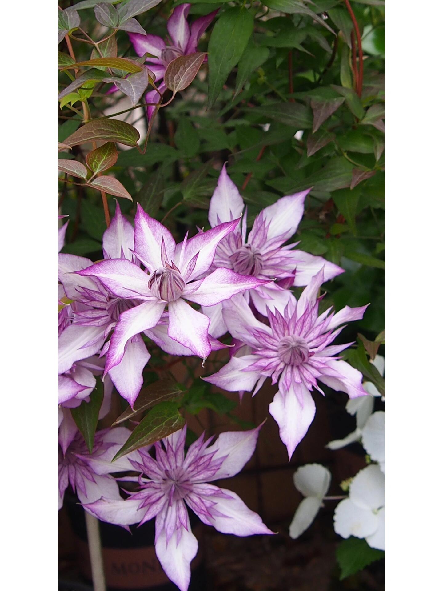 Clematis【Lady Kyoko | レディ・キョウコ】 -9P Live Plant- Japanese Rare Clematis| Pre-Order - Ships Oct 1st Week| 恭子小姐 | 新旧両枝咲き|