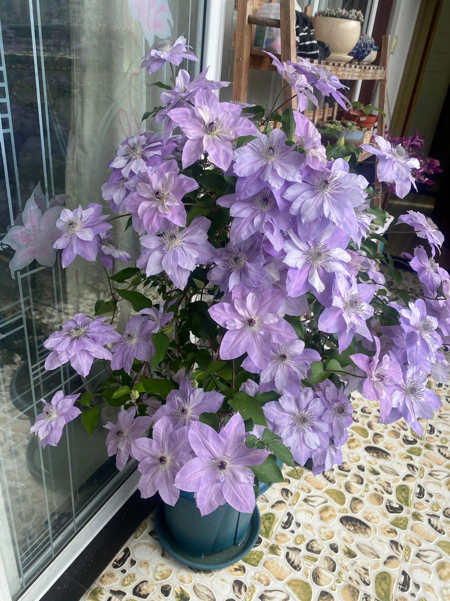 Clematis【Reflections】- LivePlant｜倒影| Double-flowered| Cold Hardy|Perennial|Pollinator Friendly| Low Maintenance| Popular| Bloom Repeatedly