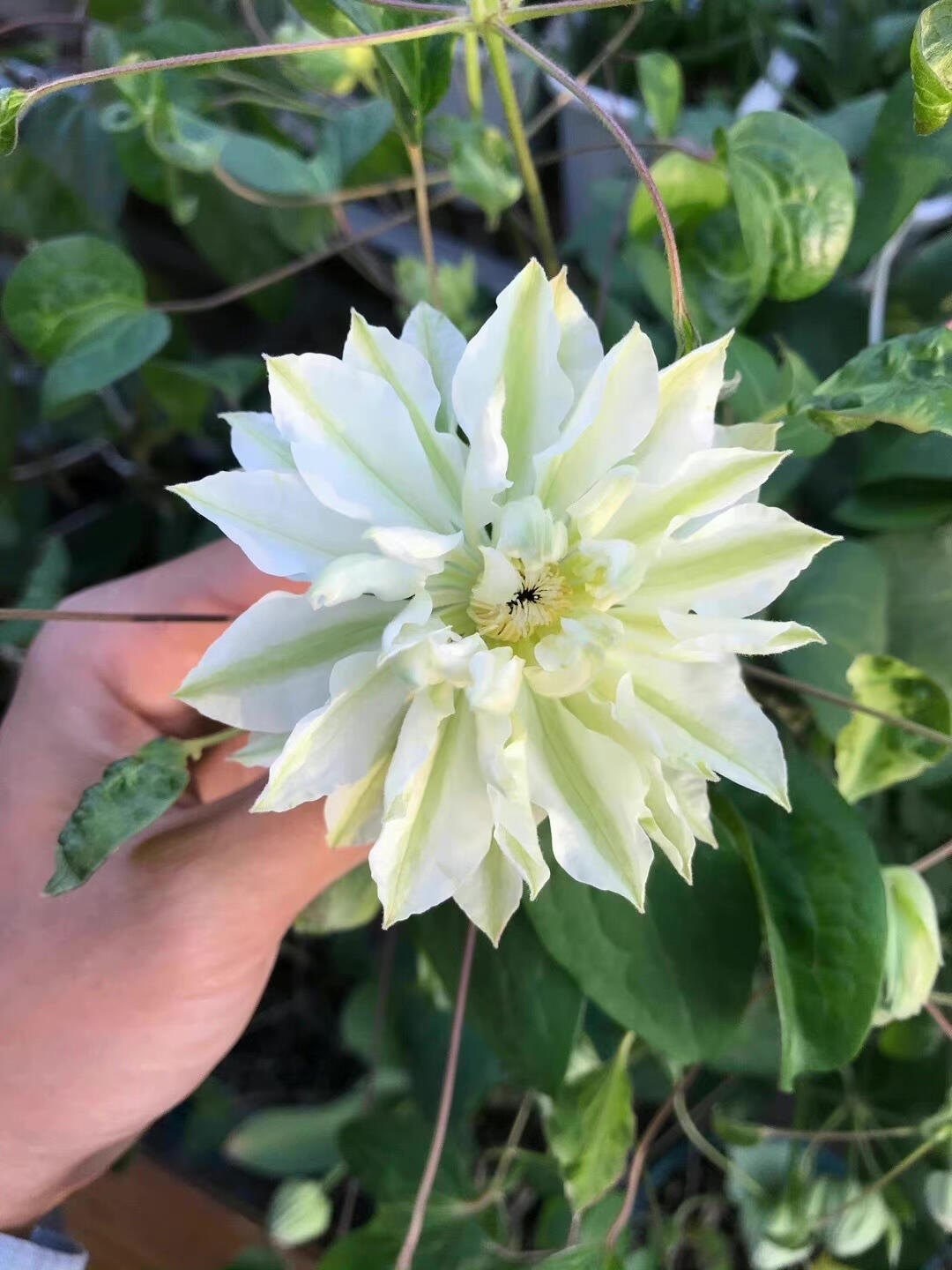 Clematis【Shiko Yukiokoshi｜ゆきおこし】- LivePlant｜雪妆 |Rare Japanese Double-flowered| Cold Hardy| Perennial| Pollinator Friendly| Fast-Growing