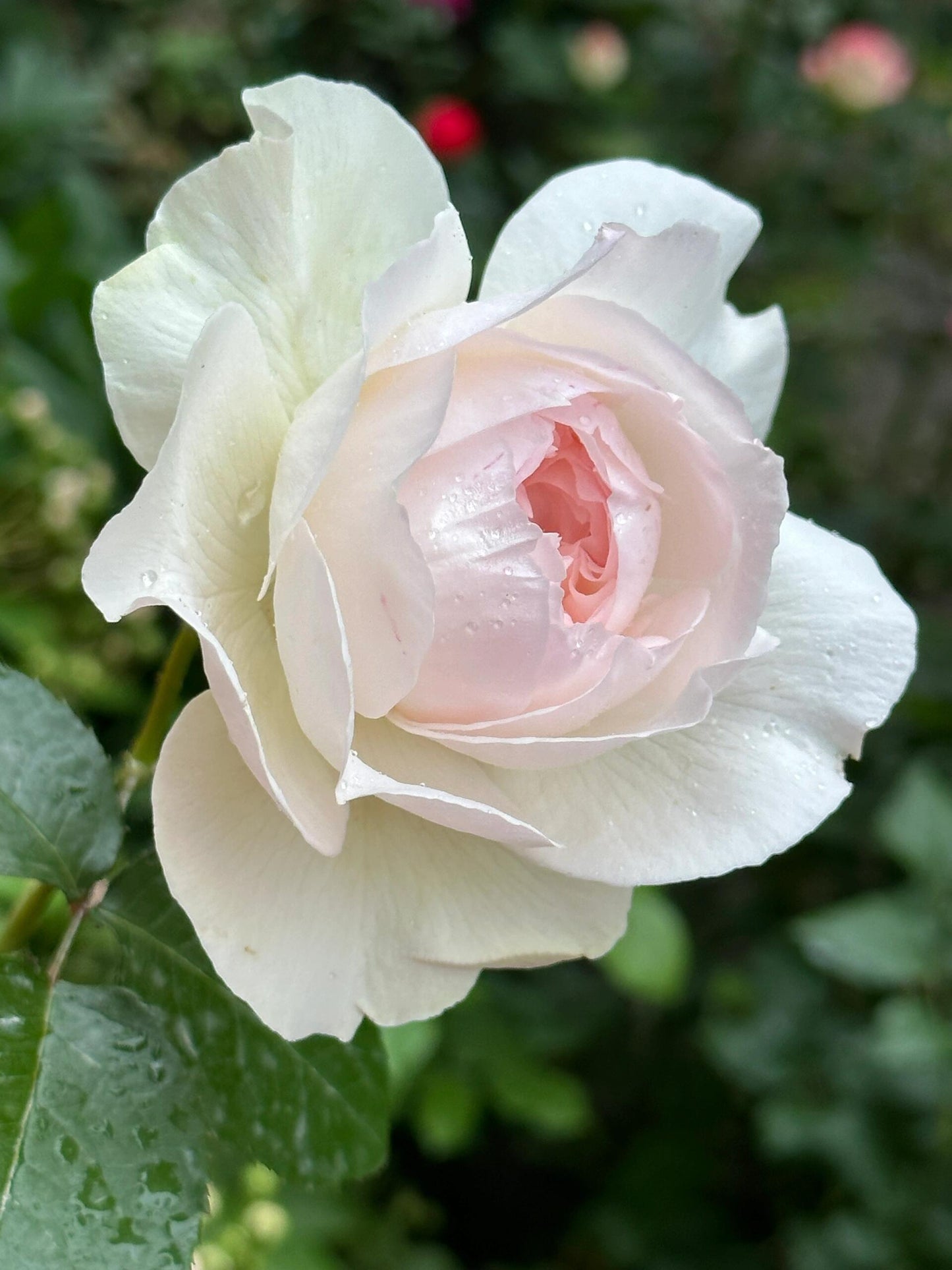 Rose【Shizuku｜しずく】-1.5Gal OwnRoot LivePlant｜心之水滴| Extended vase life| Long florescence | Prolific blooming| Floribunda Rose| Everbloomer