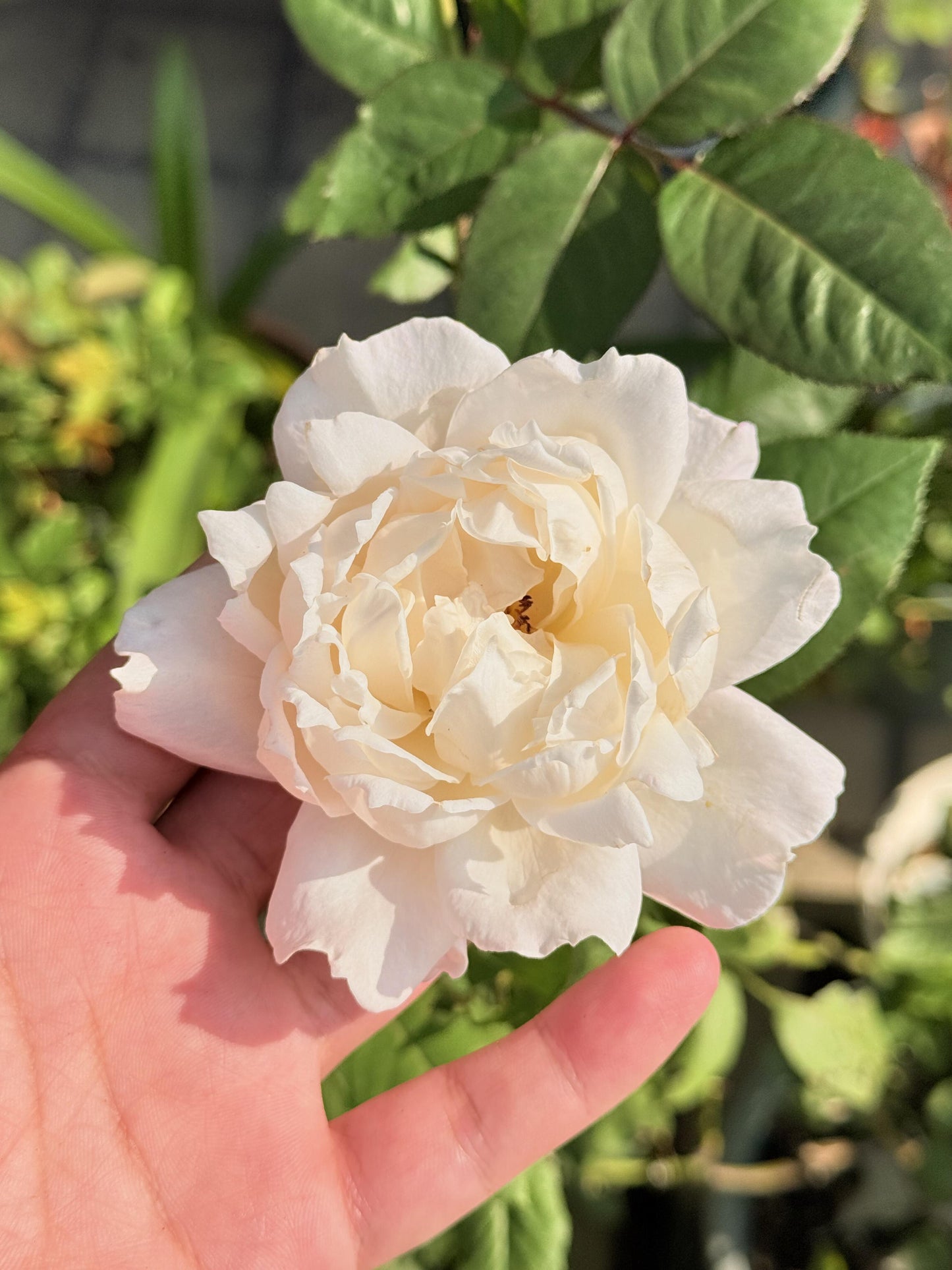 Rose【Princess Tenko｜プリンセステンコー】- 3 Gal LivePlant｜Rare Japanese Rosa｜天宫公主｜Large Bloom｜Heat Resistant |Floribunda Rose| Gradient