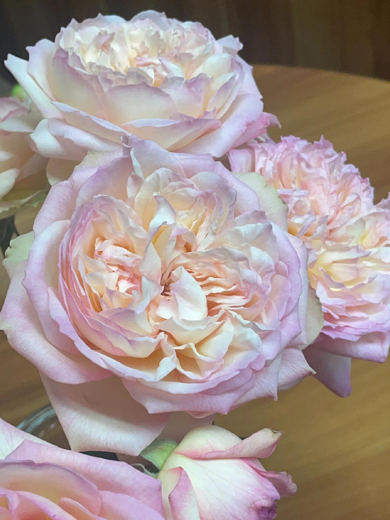 Rose【Avekutowa｜アヴェークトワ】- 1 Gal Live Plant｜与你同在｜New Variety 2020｜Colorful Blooms