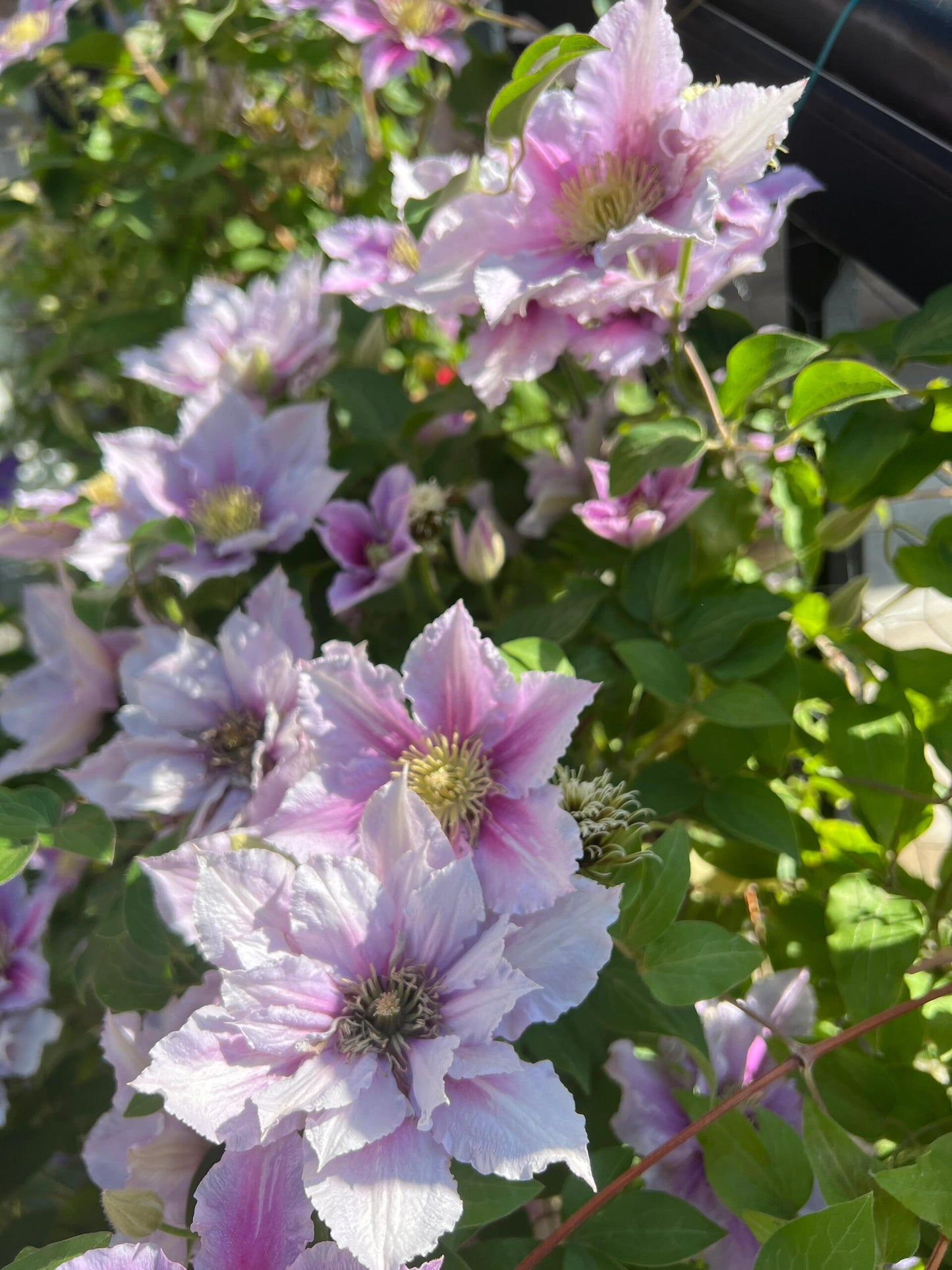 Clematis【Piilu｜小鸭】- 9P LivePlant｜