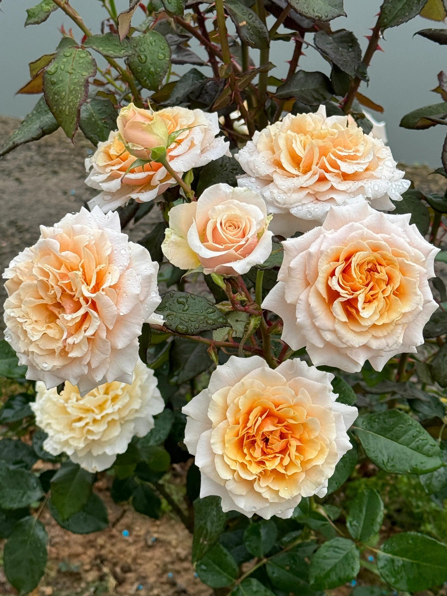 Rosa【Ben Weatherstaff｜ ベン ウェザースタッフ】- 1.5 Gal OwnRoot LivePlant｜Japanese 2020 New Variety｜ Vintage Large Bloom｜wavy edge｜Fragran ｜园丁老班