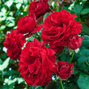 Rose【Michael｜ミ力工儿｜Miyokoro】- 米迦勒大天使｜Junko Kawamoto| Heat Resistant| Extended vase life| Velvety Petals| Floribunda Rose