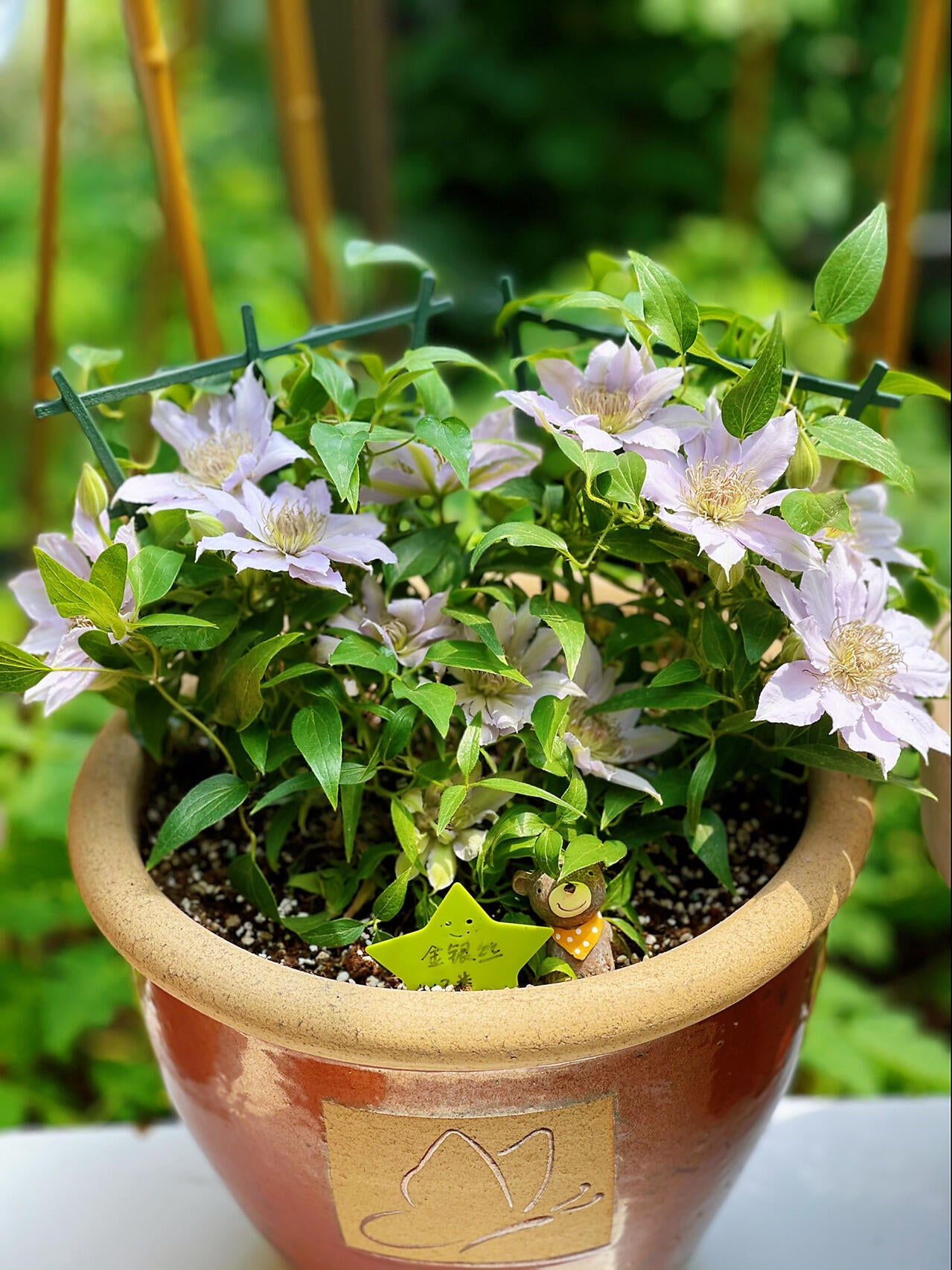 Clematis【Filigree】- LivePlant｜金银丝/ 故里｜Dwarf Clematis