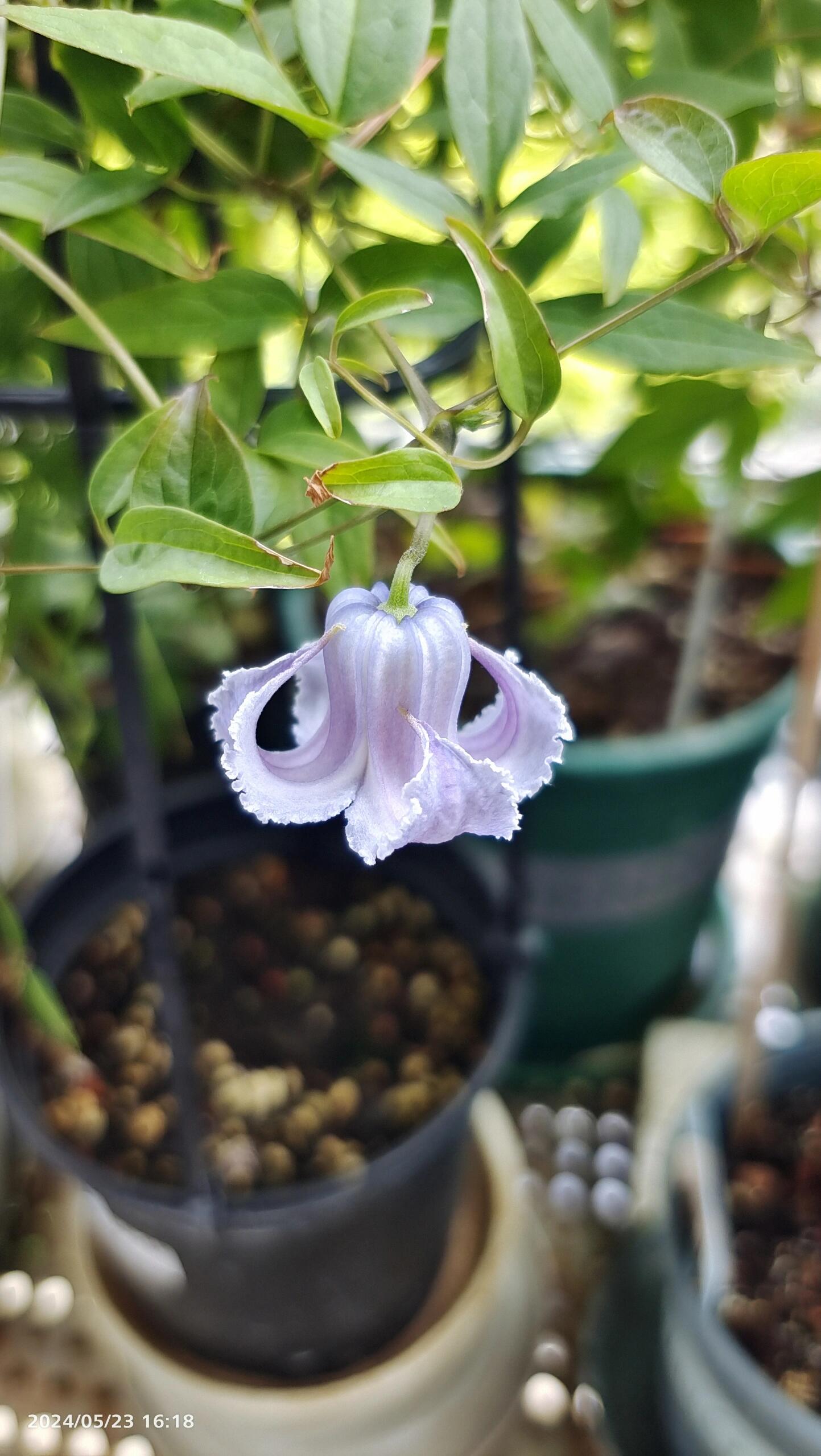 Blue Octopus Clematis【クリスパ・エンジェル| Crispa Angel】-LivePlant｜克里斯帕天使｜Bell-shaped｜Clematis florida var. sieboldiana｜タコクレマチス