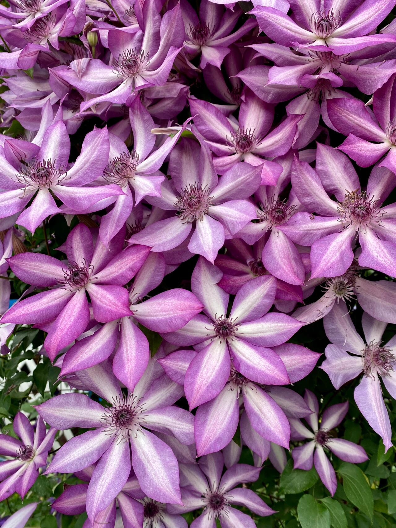 Clematis【Lizard｜トカゲ 】- LivePlant｜蜥蜴| Large Flowering| Cold Hardy| Fast-Growing| Flower Waterfall| Perennial| Pot Friendly| RareVine| Archway