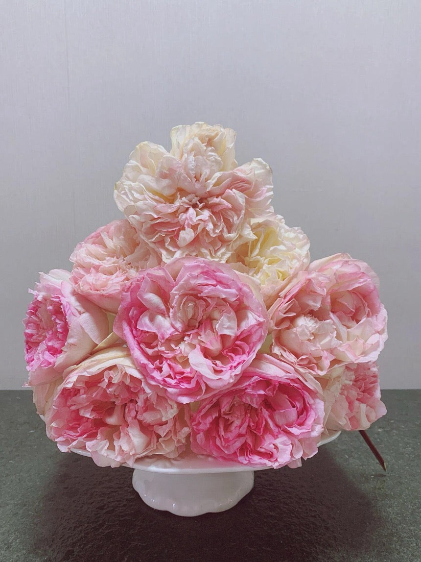 Rose【Avekutowa｜アヴェークトワ】- 1 Gal Live Plant｜与你同在｜New Variety 2020｜Colorful Blooms