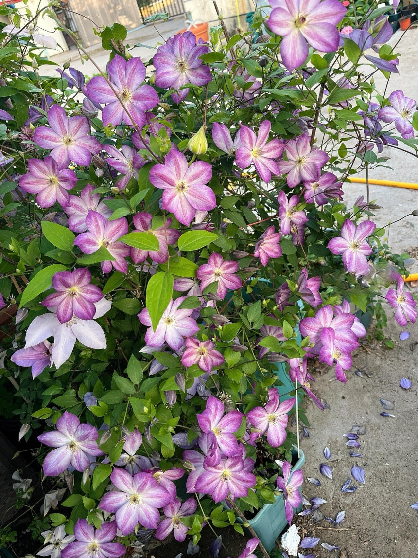 Clematis【Pernille】- LivePlant- 佩莱尼| Cold Hardy| Low Maintenance| Rich Color| Pollinator Friendly| Strong Growth| Cute Flower| Adaptable|Vine