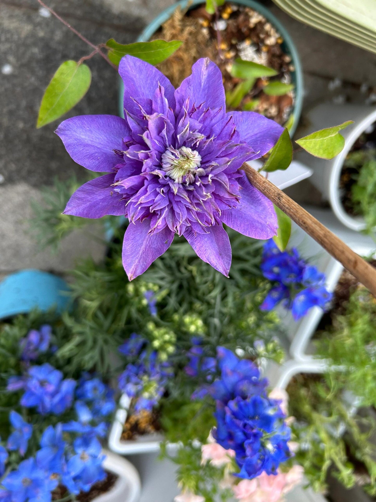 Clematis【Suisei Nigou｜スイセイ２号】- 9P LivePlant｜Japanese Rare Clematis｜水星二号｜彗星二号