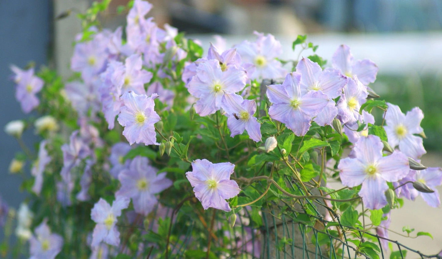 Clematis【Blue Angel| あおてんし】-Live Plant｜蓝天使| Rare Pleated Petals| Easy 2Grow| Hardy| Large Flowering| Strong Growth| Pot Friendly| Shade Vine