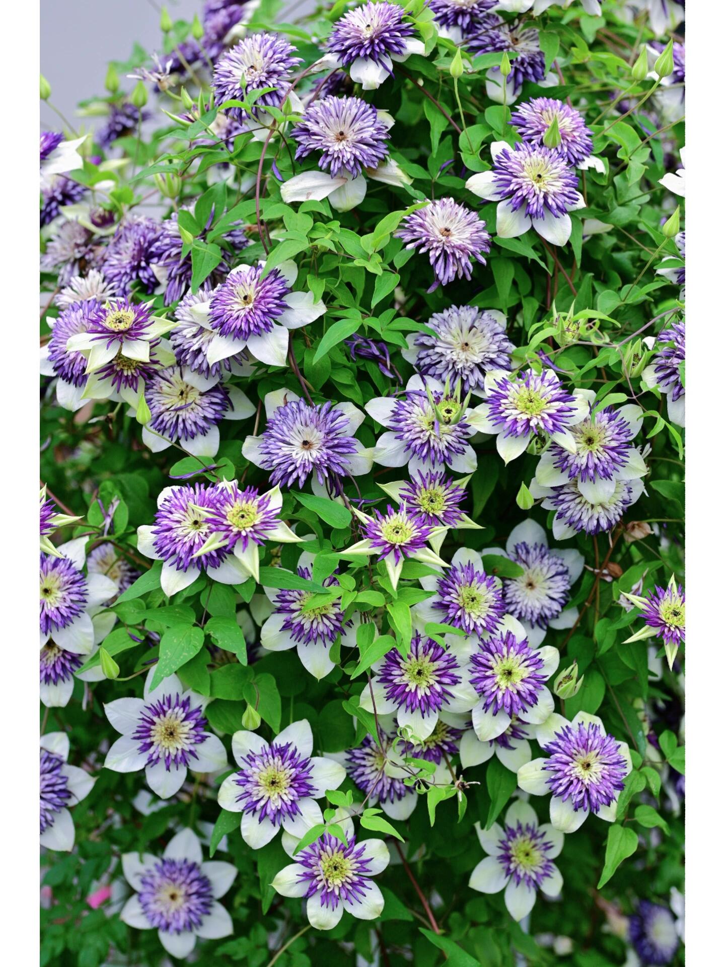 Rare Clematis 【New Viennetta 】- 9PLive Plant| -  Double-flowered | 千层雪| 新幻紫| Florida Group| Large Flower