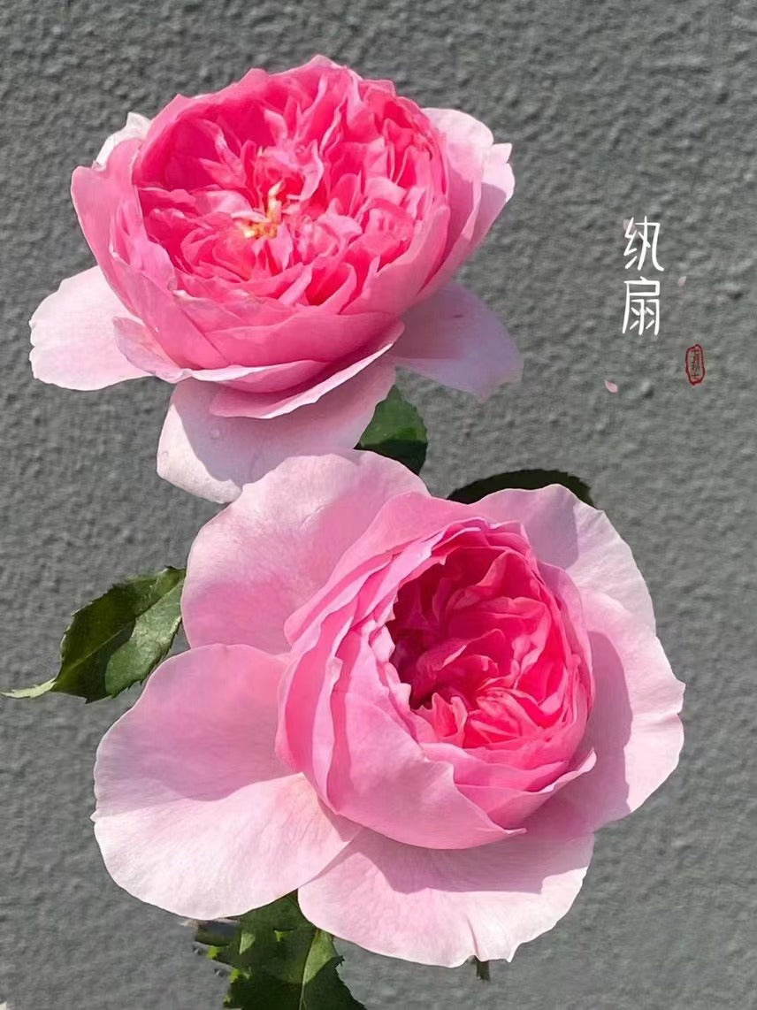 Rare【WanShan- 纨扇】｜2 Gal OwnRoot｜Strong Disease Resistance| Huge amount of flowers| New varietie 2020| serrated petals| Strong Adaptability