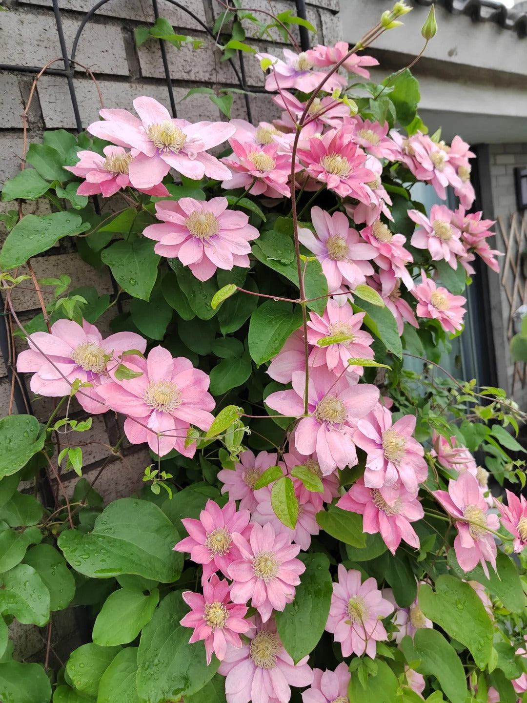 Clematis 【Little Mermaid】- 9P LivePlant| 小美人鱼