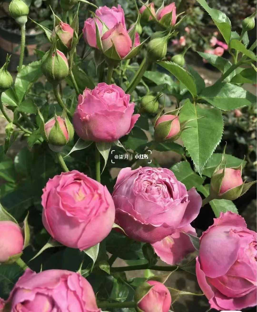 Rose[ Misty Bubbles] -OwnRoot| CuttingRose| Peony| Bloom Repeatedly |Strong Disease Resistance| Repeat Flowering|紫雾泡泡|Heat and Sun Tolerant