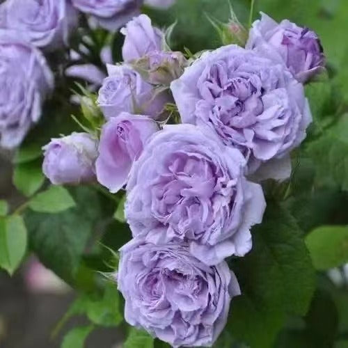 Rosa [Le Ciel Bleu| ルシエルブルー] -OwnRoot| Strong Adaptability| Repid Glowth| Damask| 蓝色天空| Rain-Resistant| Cold Resistant| Bloom Repeatedly| 天空