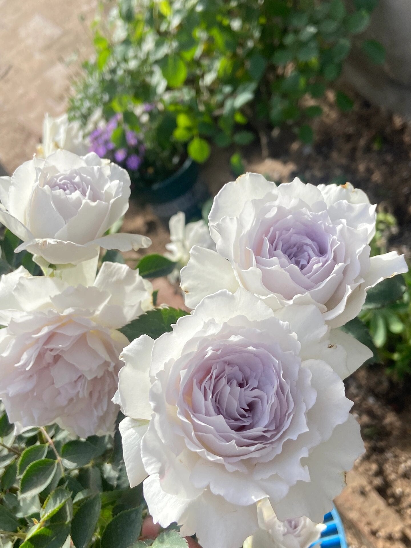 RARE Rose {Gabriel} - ガブリエル | 1Gal + OwnRoot | Award-winning 加百利大天使| Thornless| Heat Resistant| Sun Tolerant| Strong Disease Resistance| Potting