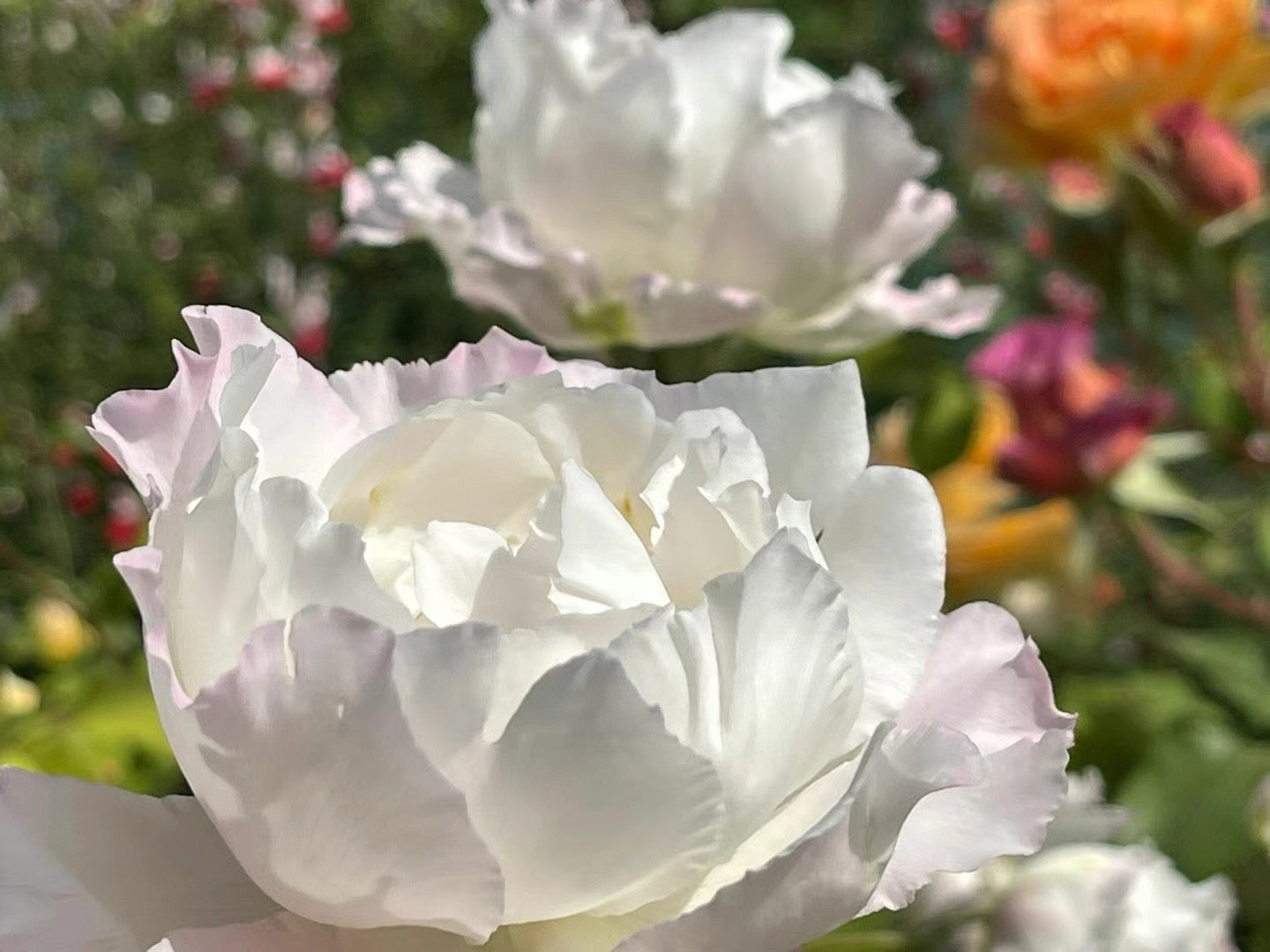 Rose【Le Blanc｜ル ブラン 】- 1.5 Gal OwnRoot LivePlant｜Kawamoto 河本｜乐柏| Intense Fragrance| Thornless| Floribunda Rose| Swan Rosa| 勒布朗|