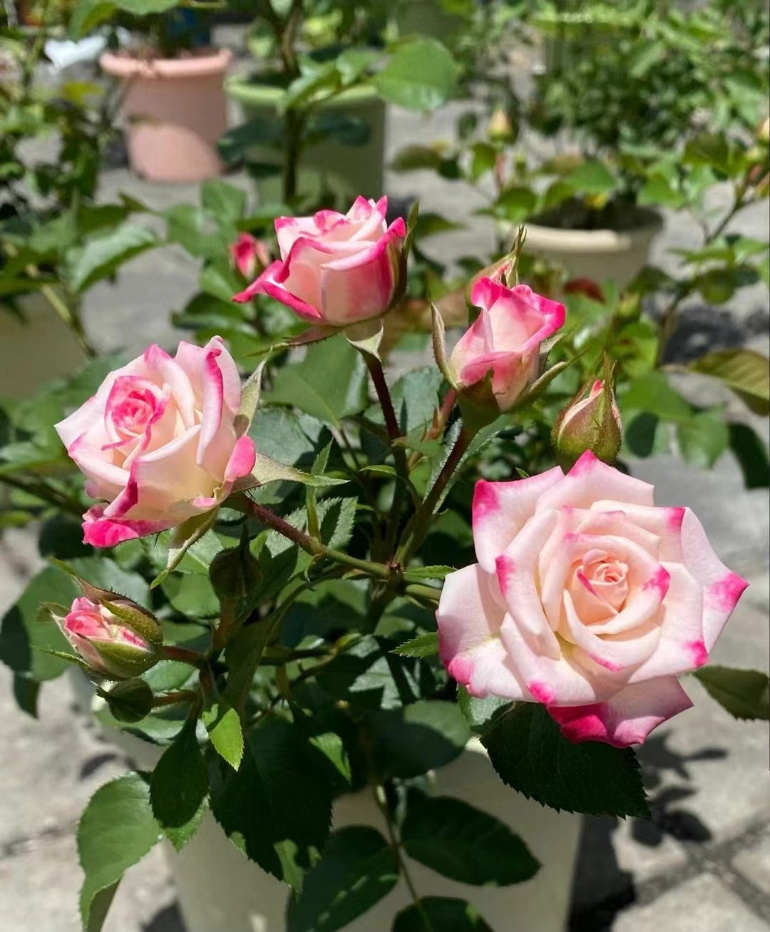 Rare Rose【Reflex】 - 1.5 Gal OwnRoot| 折射泡泡| Heat Resistant | Extended vase life| Wavy Bloom |木立バラ|