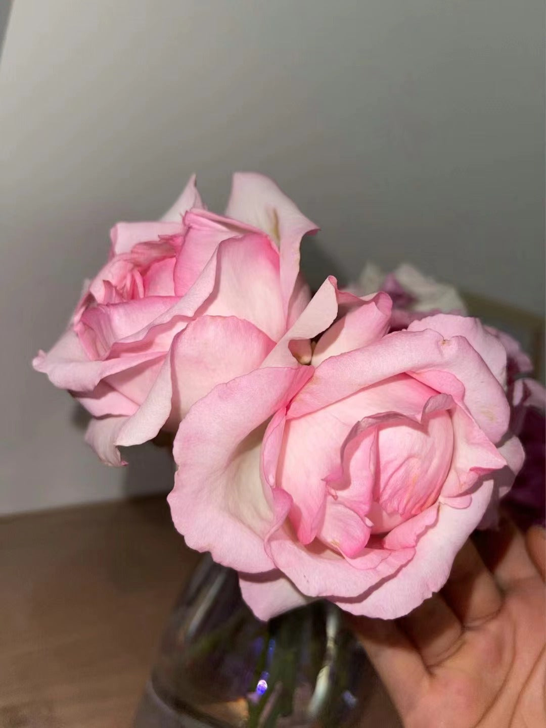 Rose 【La Rose Optimiste 】オプティミストの - Own Root｜Large Bloom| 乐天派｜Similar to Eden | Gradient| Cutting Rose| Easy to Grow| Heat Resistant|