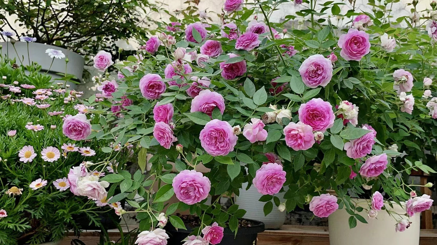 Rose[Aunt Margy's] -2 Gal OwnRoot| Thumbelina|Strong Adaptability| Rapid Growth| Strong Disease Resistance|Long flowering period|拇指姑娘,麻吉婶婶