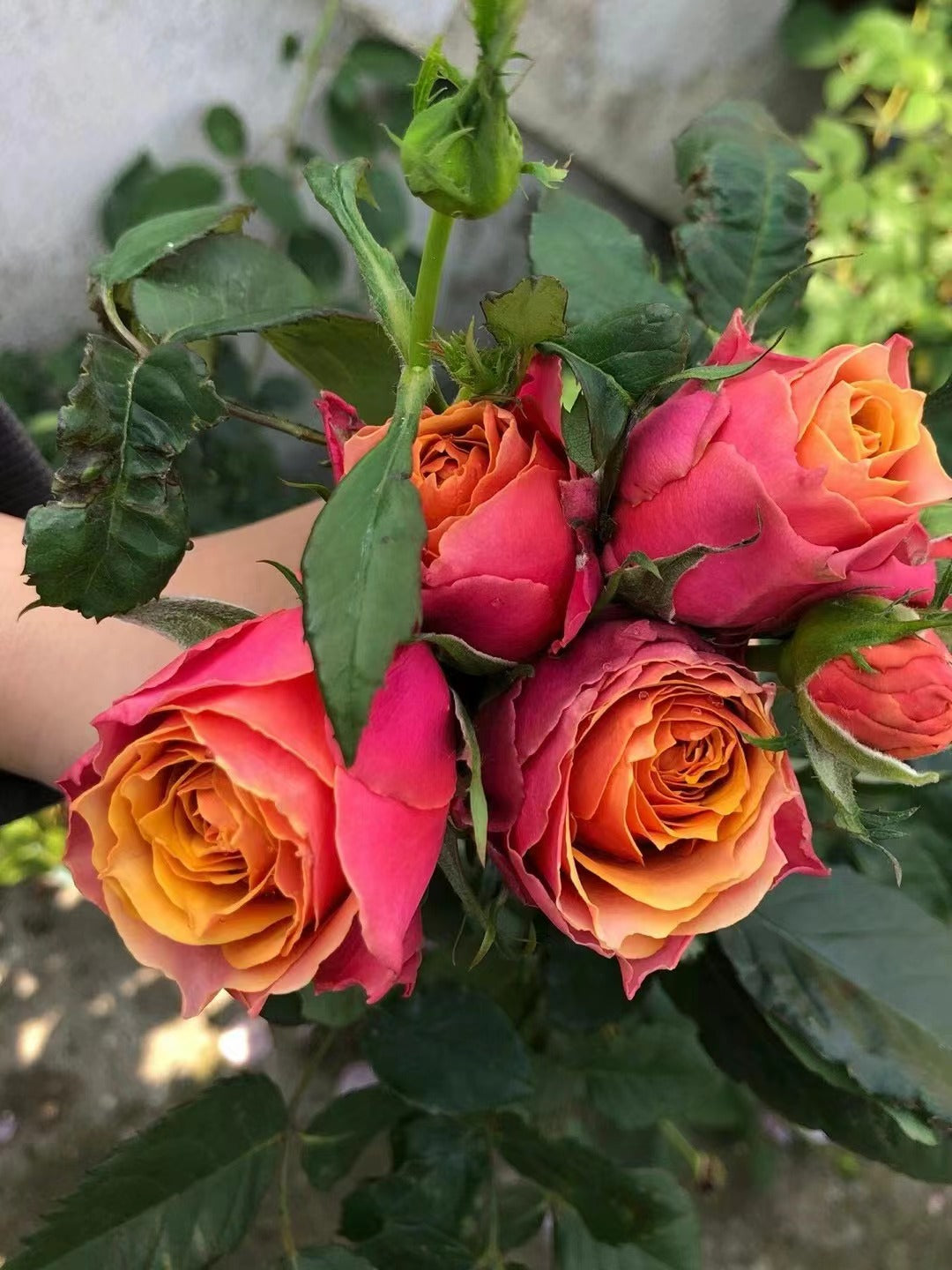 Rose【Napoli Forever】-1.5 Gal LivePlant｜Easy to Grow| Bronze Denmark Rosa｜永远的 那不勒斯｜Rosa Eskelund| Small Shrub| Heat Resistant