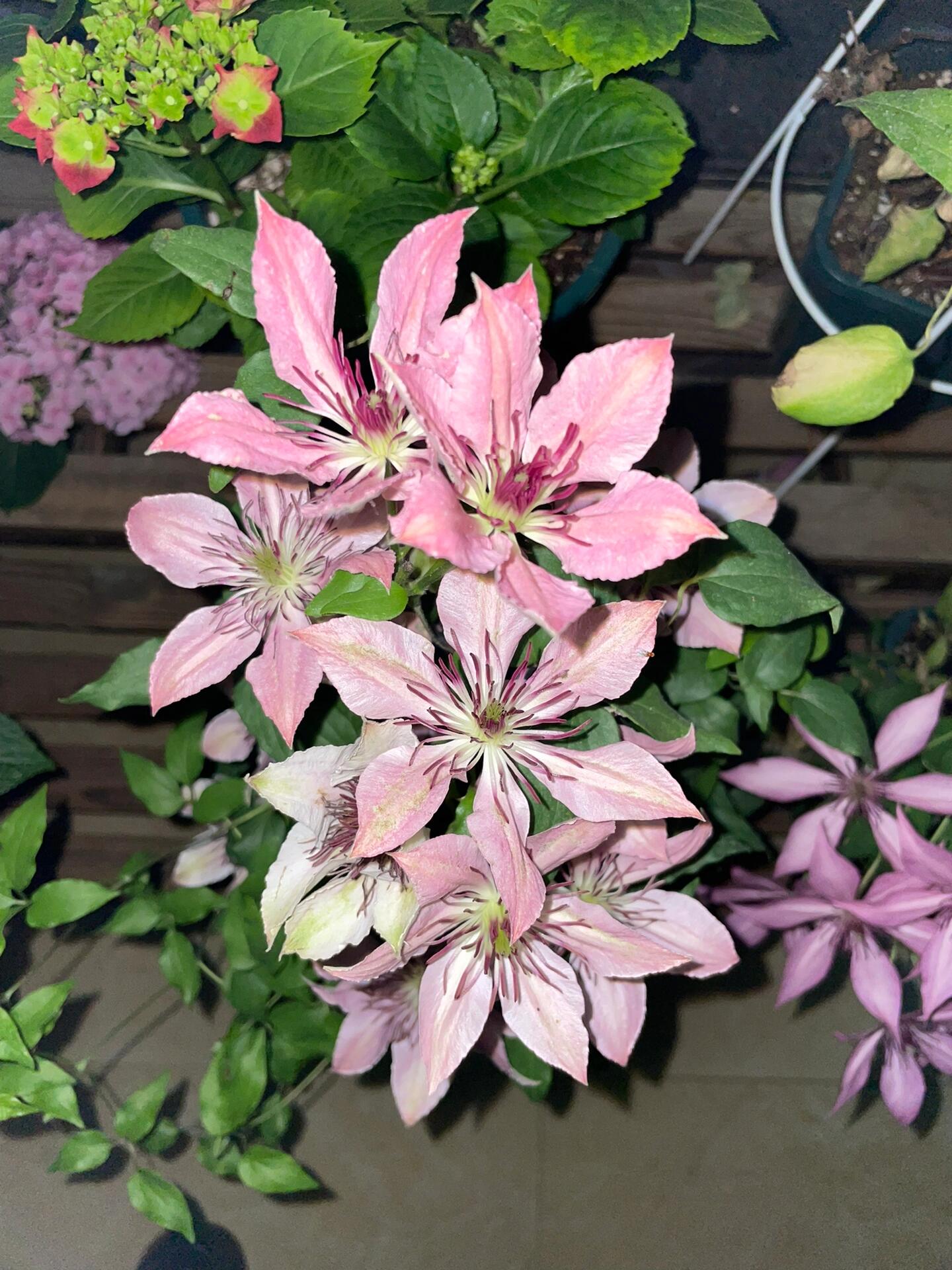 Clematis【Giselle】- LivePlant｜吉赛尔｜Large Flower｜Vintage Pink| Cold Hardy| Exquisite| Flower Waterfall| Beginner-Friendly| Compact Patio| Vine