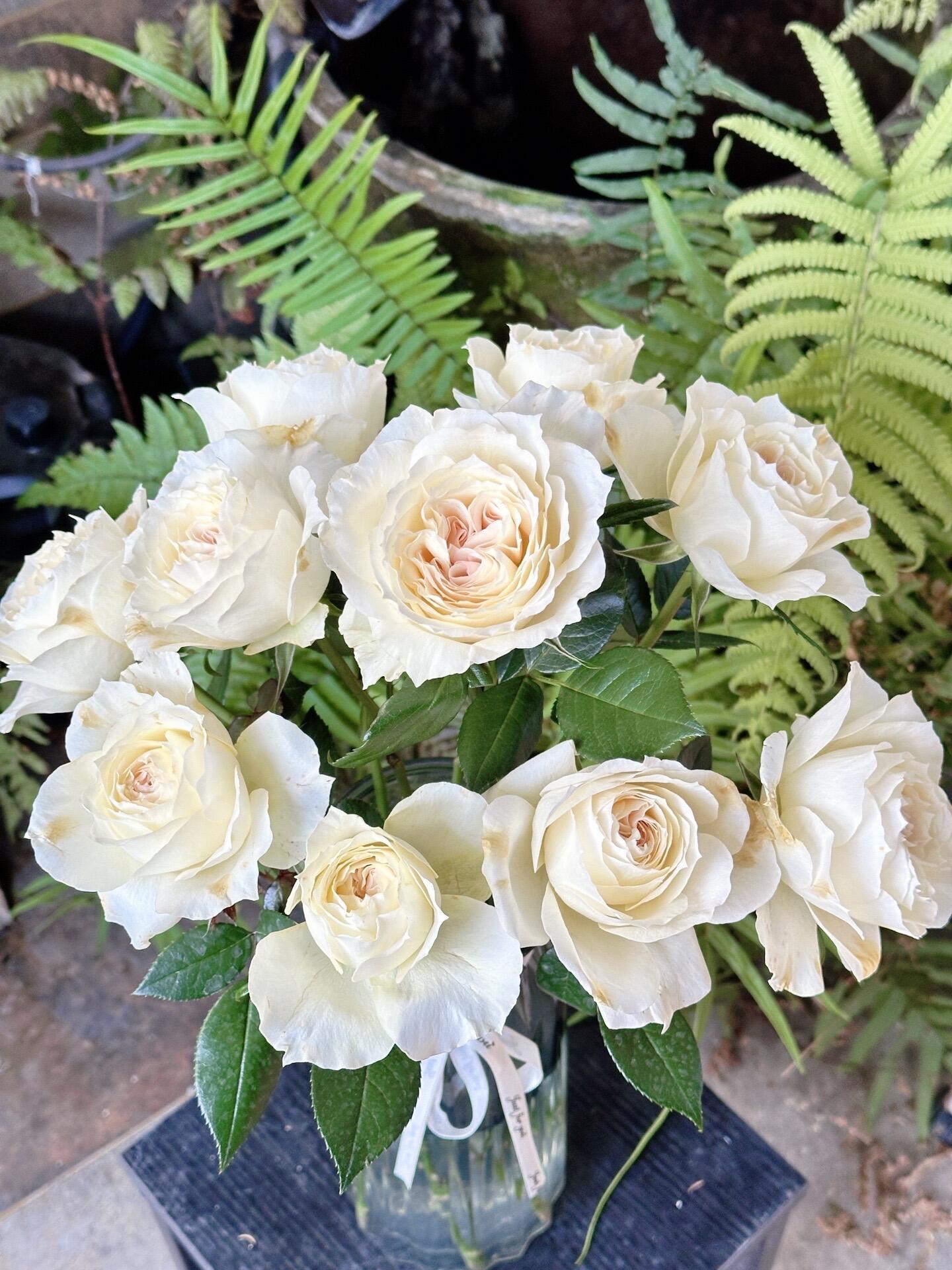 Rose【Royal Diva】- 1.5Gal OwnRoot LivePlant｜皇家迪瓦｜歌剧皇后｜Fru Nerby｜Strong-scented blooms