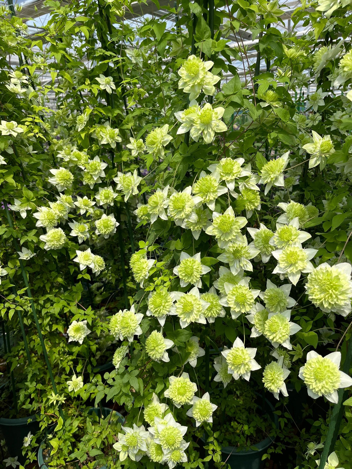 Clematis 【Alba Plenal | 白万重】-  9P LivePlant| Shade Tolerant| 小绿| 绿玉| Popular Varieties|