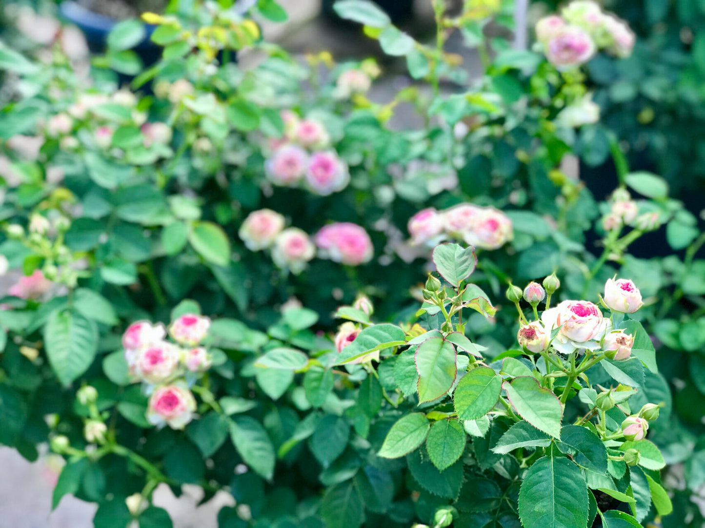Prolific Rose【Super Sensation】- 2 Gal OwnRoot LivePlant｜粉多头/ 超感｜Cute Pink Blossom Thicket