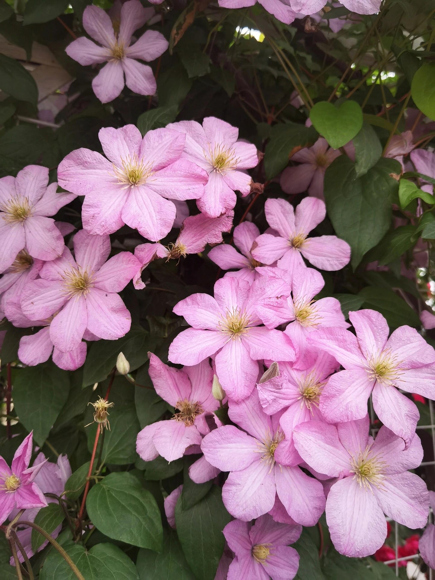 Clematis【Comtesse de Bouchaud】- LivePlant｜包查德 女侯爵｜Cute Flower