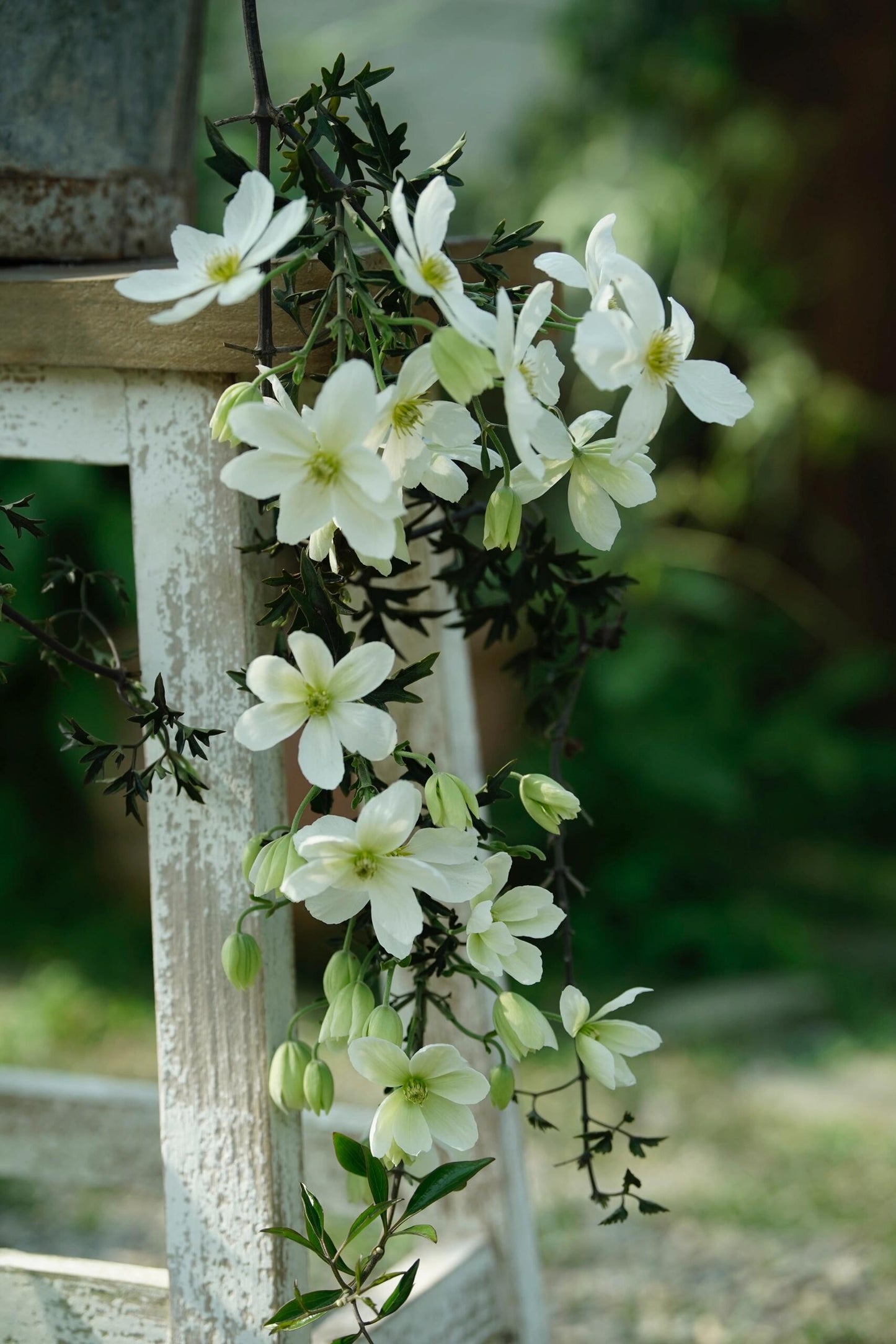 Clematis【Avalanche】-LivePlant｜雪崩｜Popular White Clematis