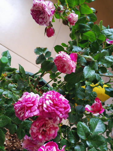 Rose【Scented Jewel｜センティッドジュエル】- 1 Gal OwnRoot LivePlant｜芬芳宝石｜Purple Striped rose｜