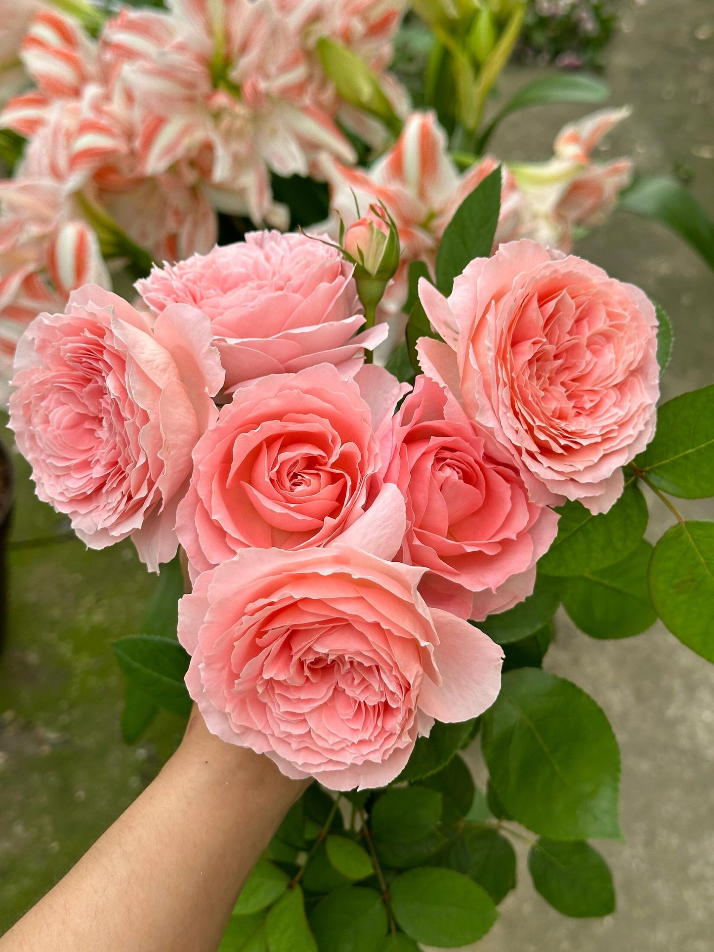 Rose【Anne-Sophie Pic】-1.5 Gal OwnRoot LivePlant｜安索菲比克｜Heat-Resistant