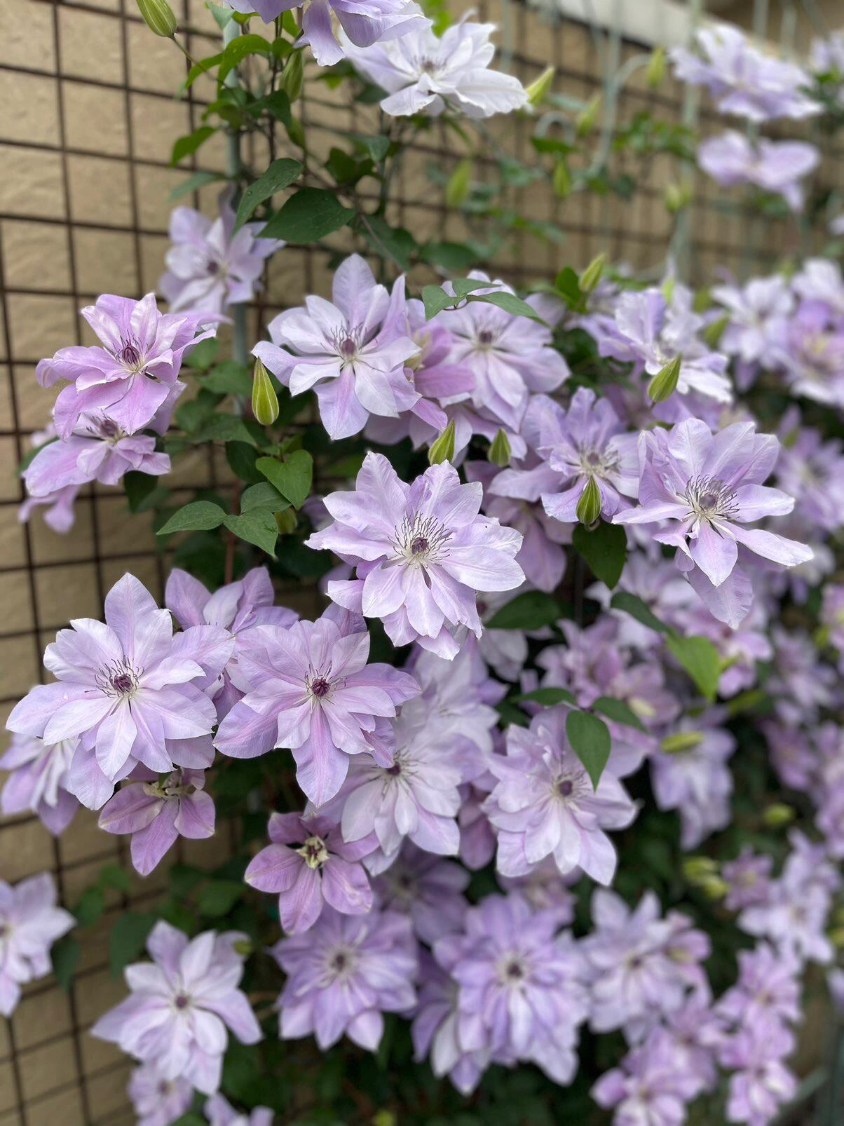 Clematis【Reflections】- LivePlant｜倒影| Double-flowered| Cold Hardy|Perennial|Pollinator Friendly| Low Maintenance| Popular| Bloom Repeatedly