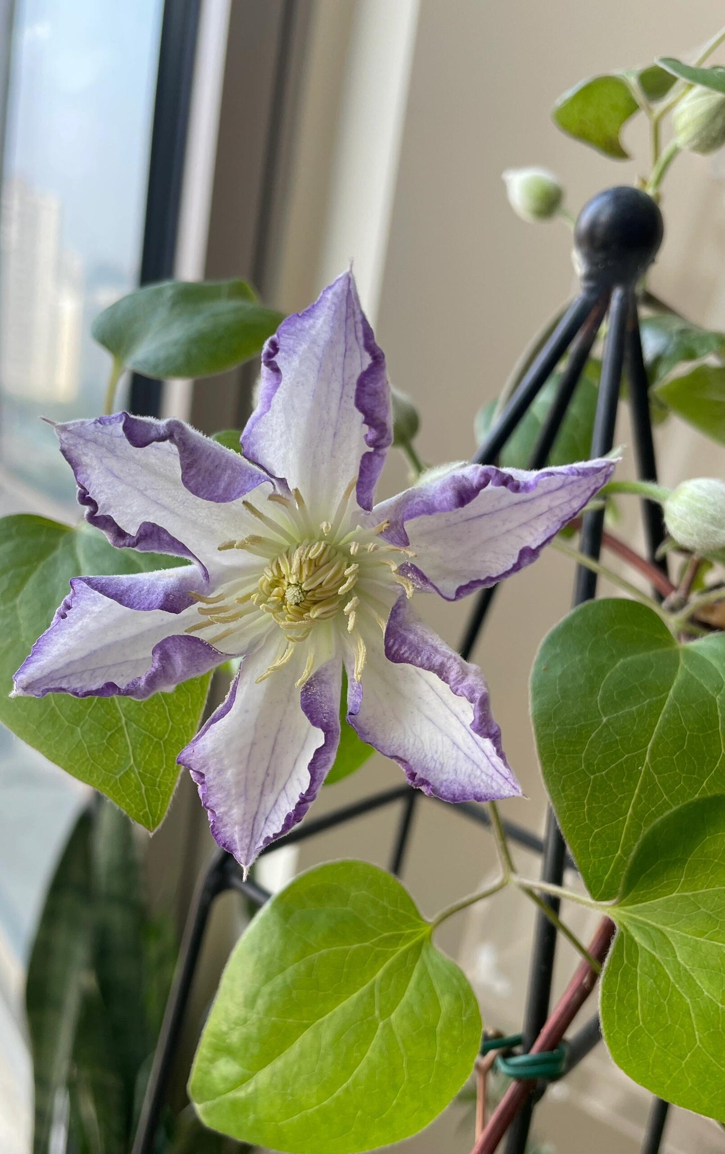 Clematis【Lucky Charm】- 9P Liveplant｜Large Bloom｜