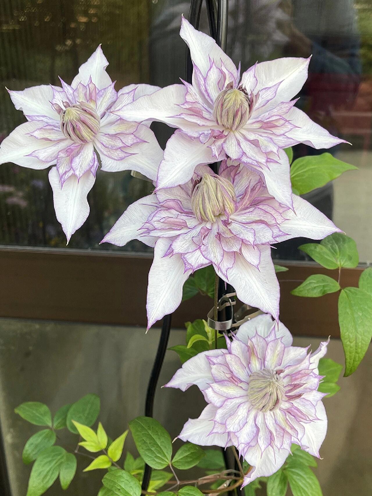 Clematis【Lady Kyoko | レディ・キョウコ】 -9P Live Plant- Japanese Rare Clematis| 恭子小姐 | 新旧両枝咲き|