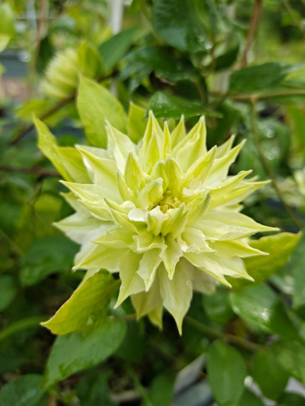 Clematis - 【Sen no kaze|千の風】10P LivePlant| Tetsuya Hirota| 风之森林| Cold Hardy | Rare Double-flowered|