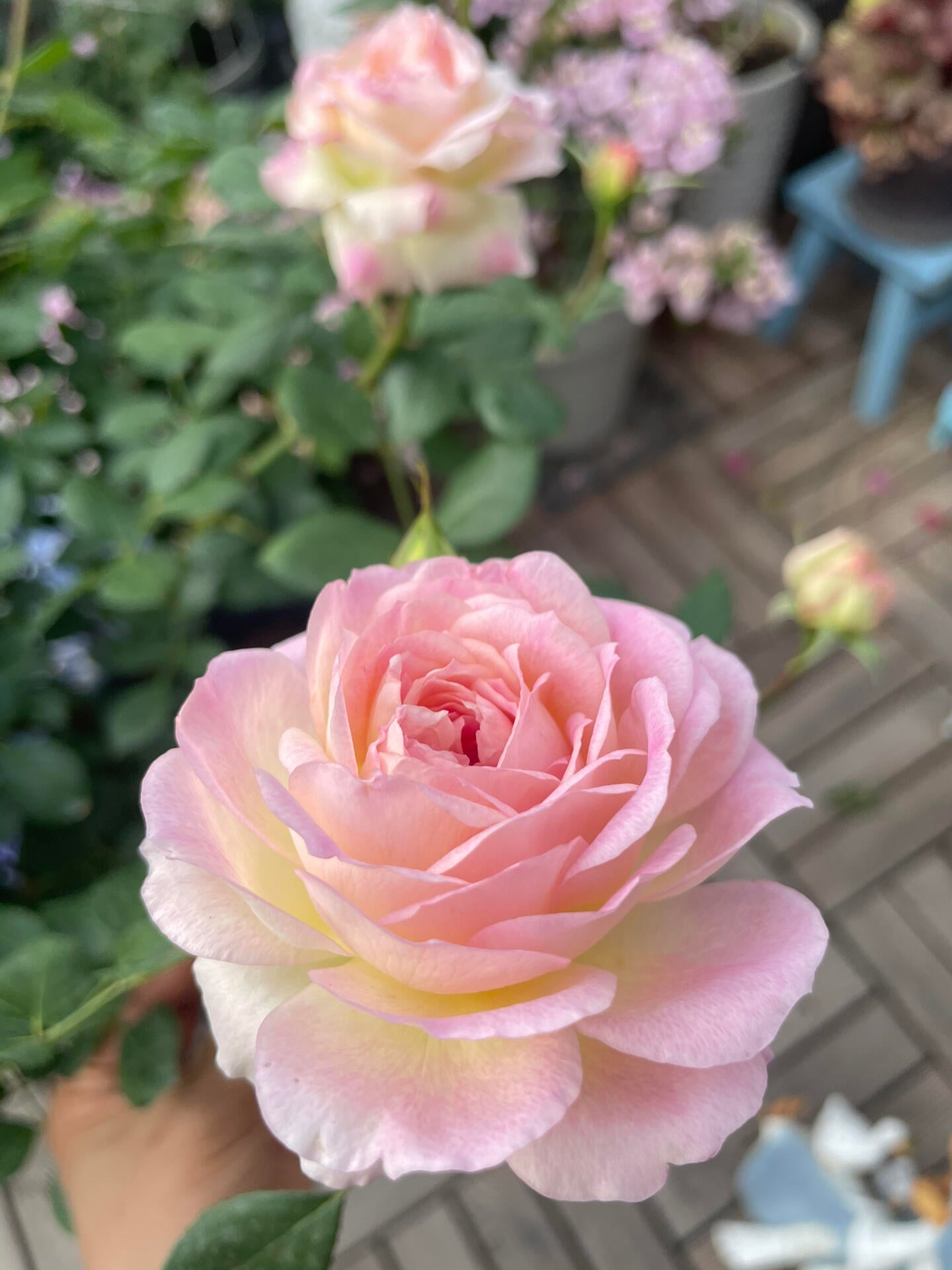 Rose【Malines｜マリーヌ】- 1.5 OwnRoot LivePlant｜梅克林花边｜河本纯子 2018｜