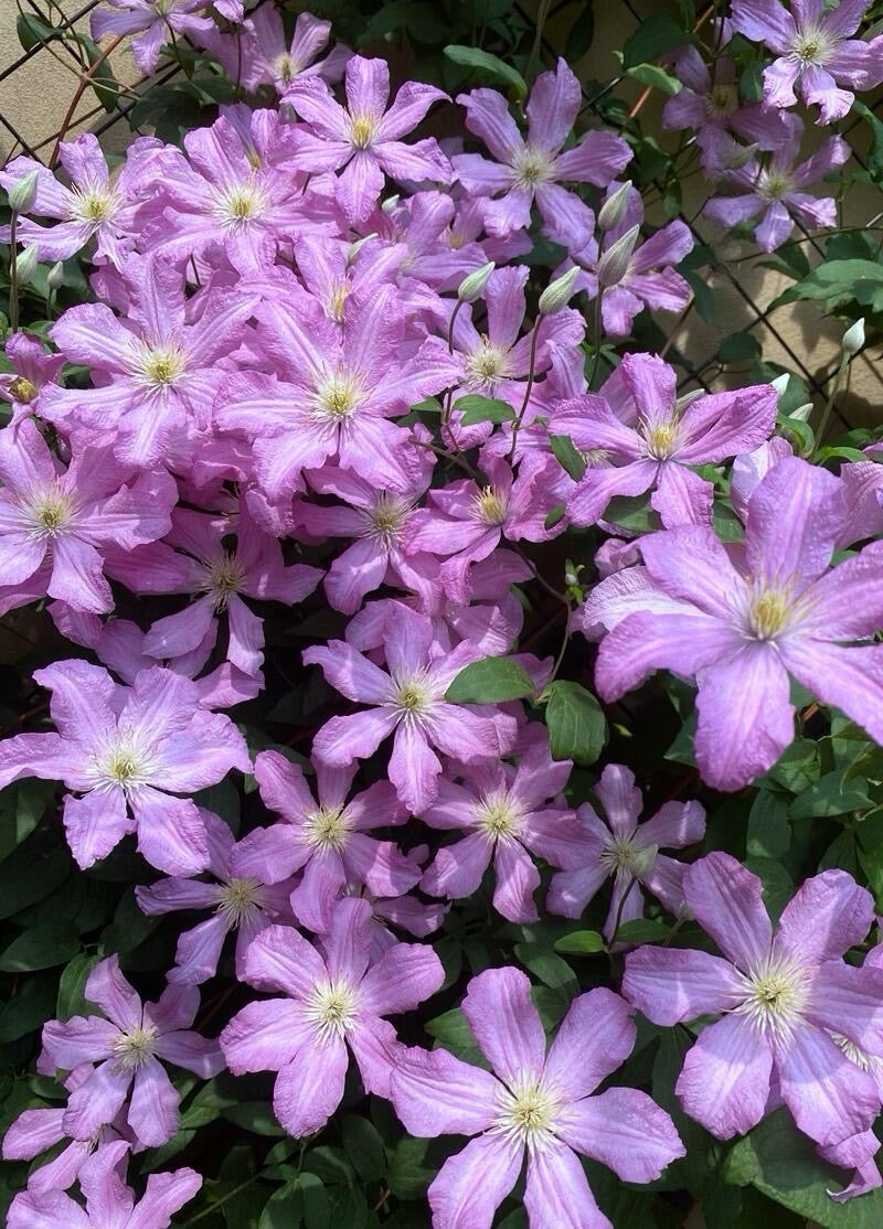 Clematis【Comtesse de Bouchaud】- LivePlant｜包查德 女侯爵｜Cute Flower