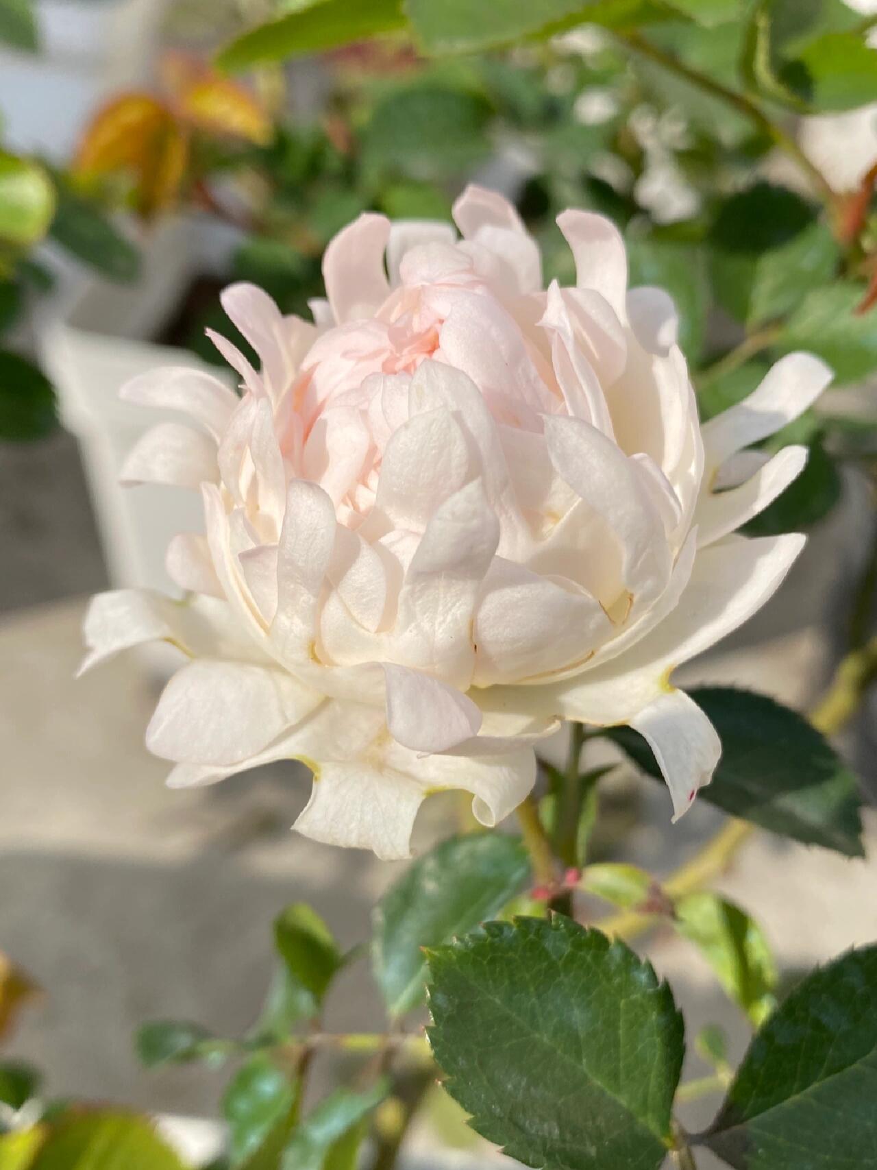 Rare Rose【Peach Anemone】- 1 Gal OwnRoot LivePlant｜桃子海葵｜New Variety｜Sawtooth Edge｜Rich Color